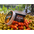 Бойлы насадочные Carptoday Baits Plum (Слива), Диаметр: 14 мм, изображение 5