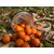 Бойлы насадочные Carptoday Baits Plum (Слива), Диаметр: 20 мм, изображение 5