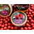 Бойлы насадочные Carptoday Baits Multi Fish (Мульти Фиш), Диаметр: 14 мм, изображение 5