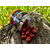 Дамбелсы насадочные Carptoday Baits Monster Crab (Монстр Краб), изображение 5