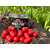 Дамбелсы насадочные Carptoday Baits Multi Fish (Мульти Фиш), изображение 6
