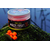 Бойлы плавающие Carptoday Baits Pop Ups Multi Fruit (Мульти Фрукт), Диаметр: 10 мм, изображение 5