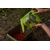 Бойлы Carptoday Baits Strawberry (Клубника) 1кг, Диаметр: 14 мм, изображение 2
