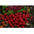 Бойлы Carptoday Baits Strawberry (Клубника) 1кг, Диаметр: 20 мм, изображение 3