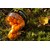 Бойлы плавающие Carptoday Baits Pop Ups Tangerine (Мандарин), Диаметр: 14 мм, изображение 3