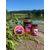 Ликвид Carptoday Baits Monster Crab (Монстр Краб) 500мл, изображение 2