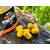 Дамбелсы насадочные Carptoday Baits Pineapple (Ананас), изображение 5