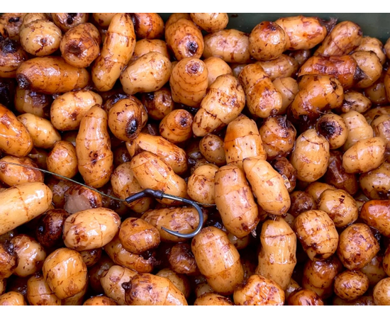 Тигровый орех варёный Carptoday Baits 900г, изображение 2